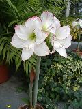 Picotee Amaryllis / Hippeastrum  